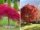 10 Trees That Add Instant Shade to Your Backyard