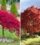 10 Trees That Add Instant Shade to Your Backyard
