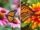 8 Flowering Shrubs That Attract Butterflies to Your Garden