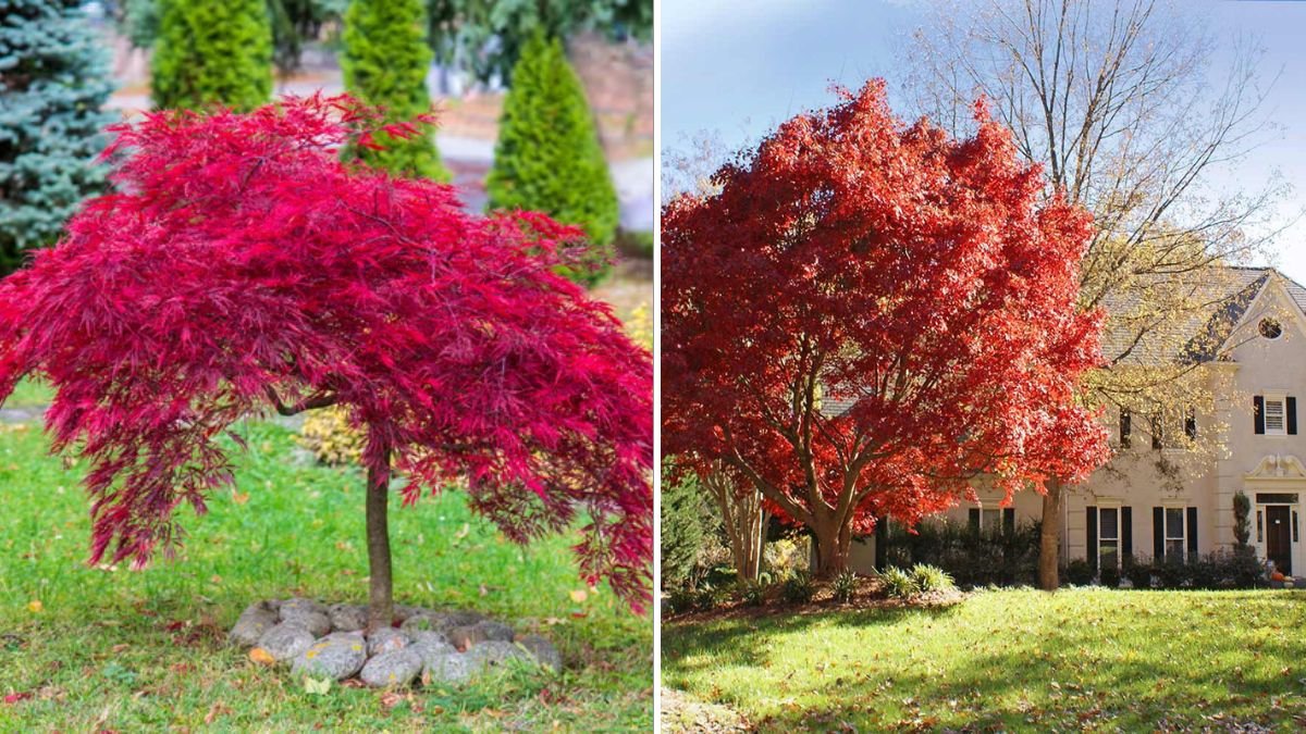 10 Trees That Add Instant Shade to Your Backyard