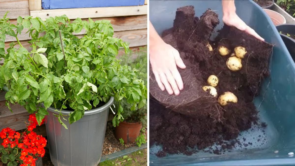 Maris Piper Potatoes The All-American Favorite for Crispy Fries, Fluffy Mash, and Perfect Roasts