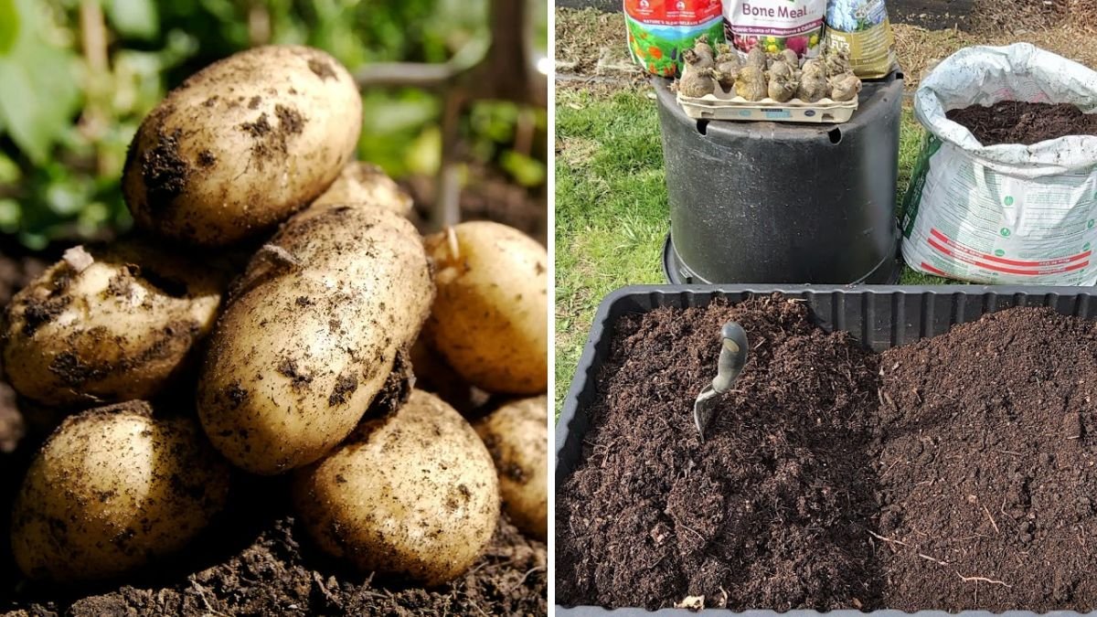 King Edward Potatoes The Royal Guide to Growing and Cooking America’s Beloved Heritage Spud