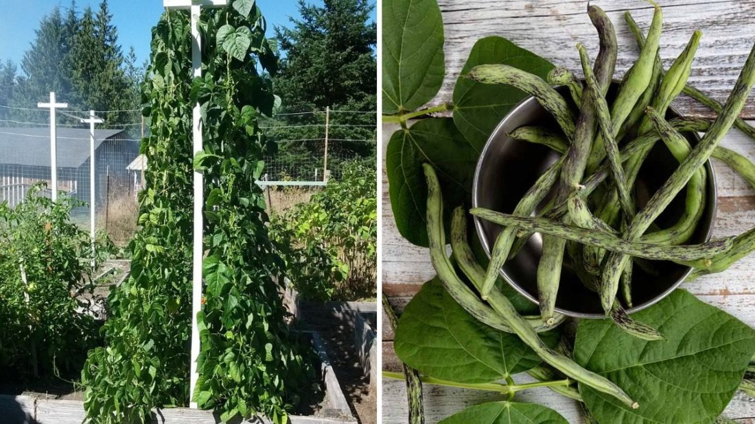 Grow Pole Beans Like a Pro The Ultimate American Gardener’s Guide to High-Yield Climbing Beans