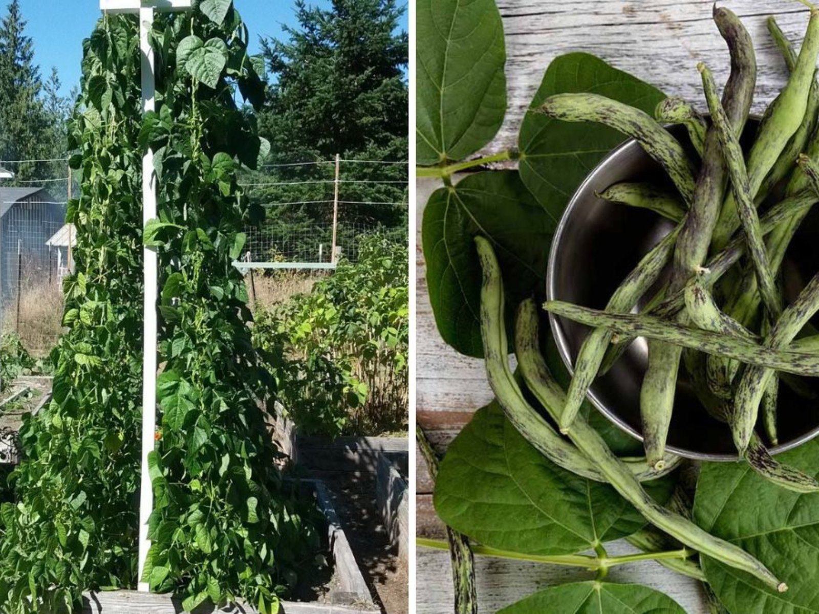 Grow Pole Beans Like a Pro The Ultimate American Gardener’s Guide to High-Yield Climbing Beans