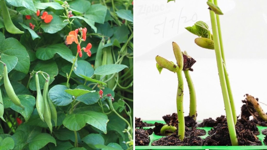 How to Grow Runner Beans in America The Complete Guide to Beautiful Blooms and Big Harvests