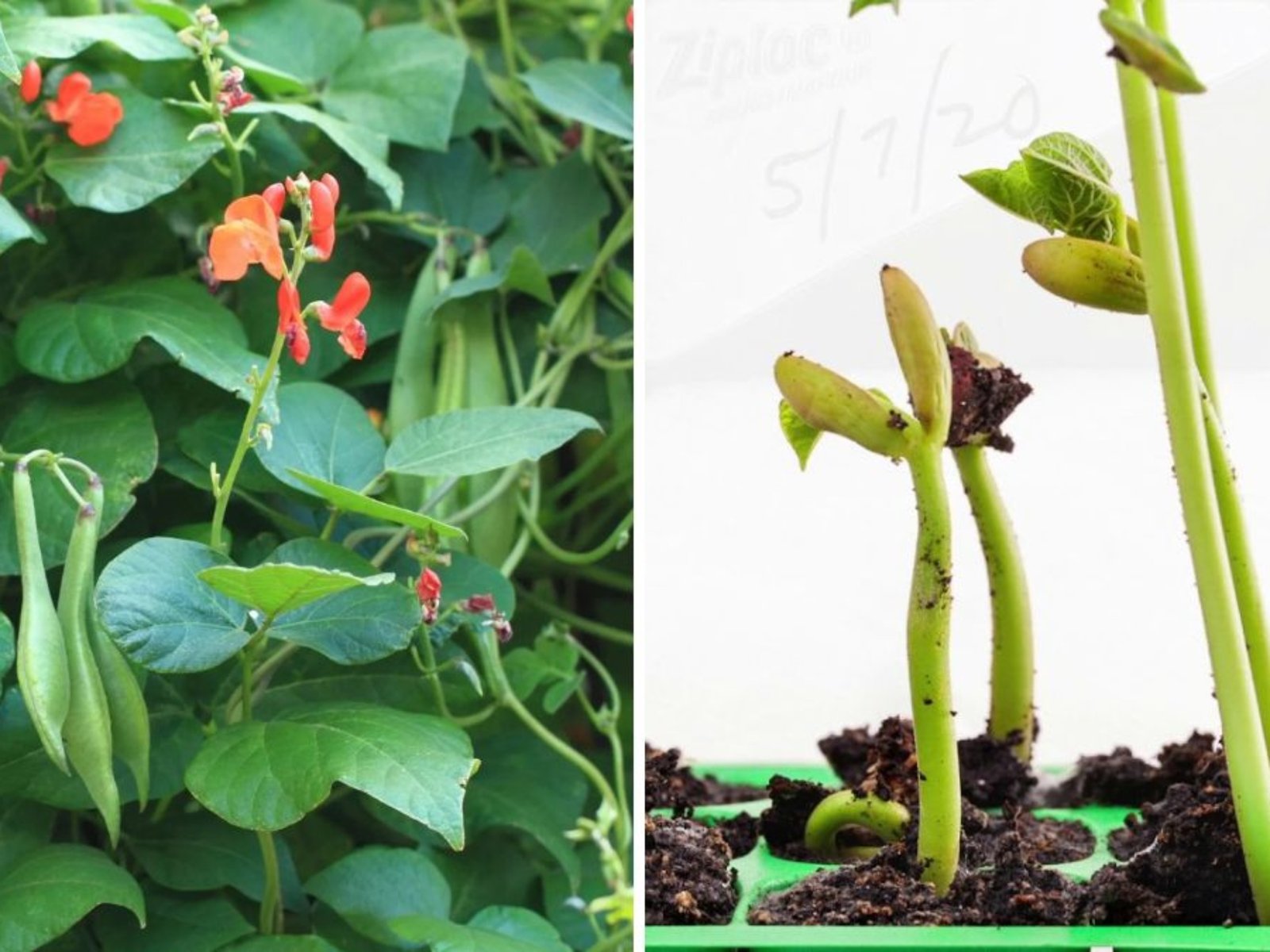 How to Grow Runner Beans in America The Complete Guide to Beautiful Blooms and Big Harvests