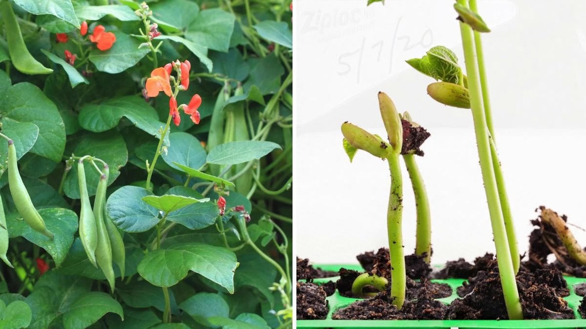 How to Grow Runner Beans in America The Complete Guide to Beautiful Blooms and Big Harvests
