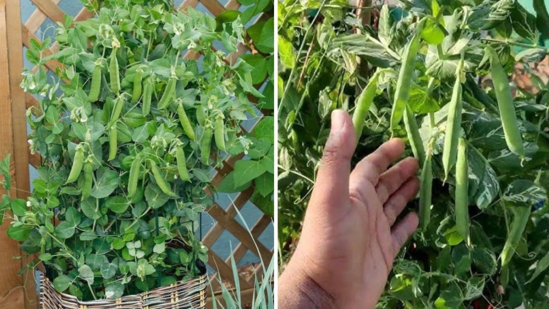 How to Grow Peas in America The Ultimate Guide to Sweet, Crisp Garden Peas for Every Home Gardener