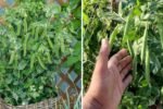 How to Grow Peas in America The Ultimate Guide to Sweet, Crisp Garden Peas for Every Home Gardener