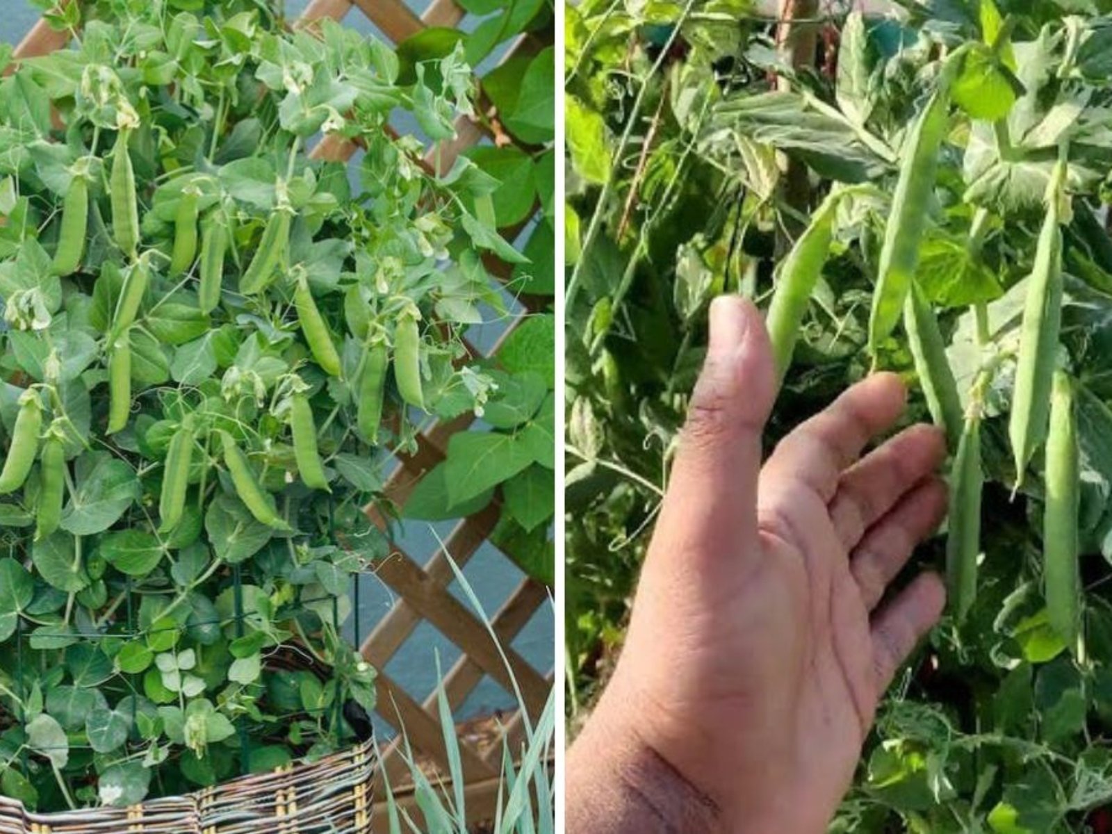 How to Grow Peas in America The Ultimate Guide to Sweet, Crisp Garden Peas for Every Home Gardener