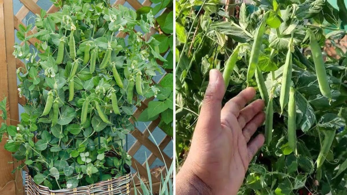 How to Grow Peas in America The Ultimate Guide to Sweet, Crisp Garden Peas for Every Home Gardener