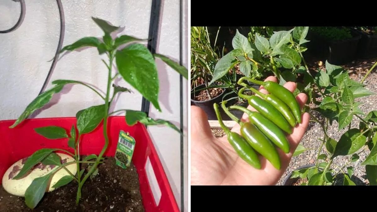 Serrano Peppers The Ultimate Guide to Growing, Cooking, and Enjoying America’s Favorite Spicy Chili