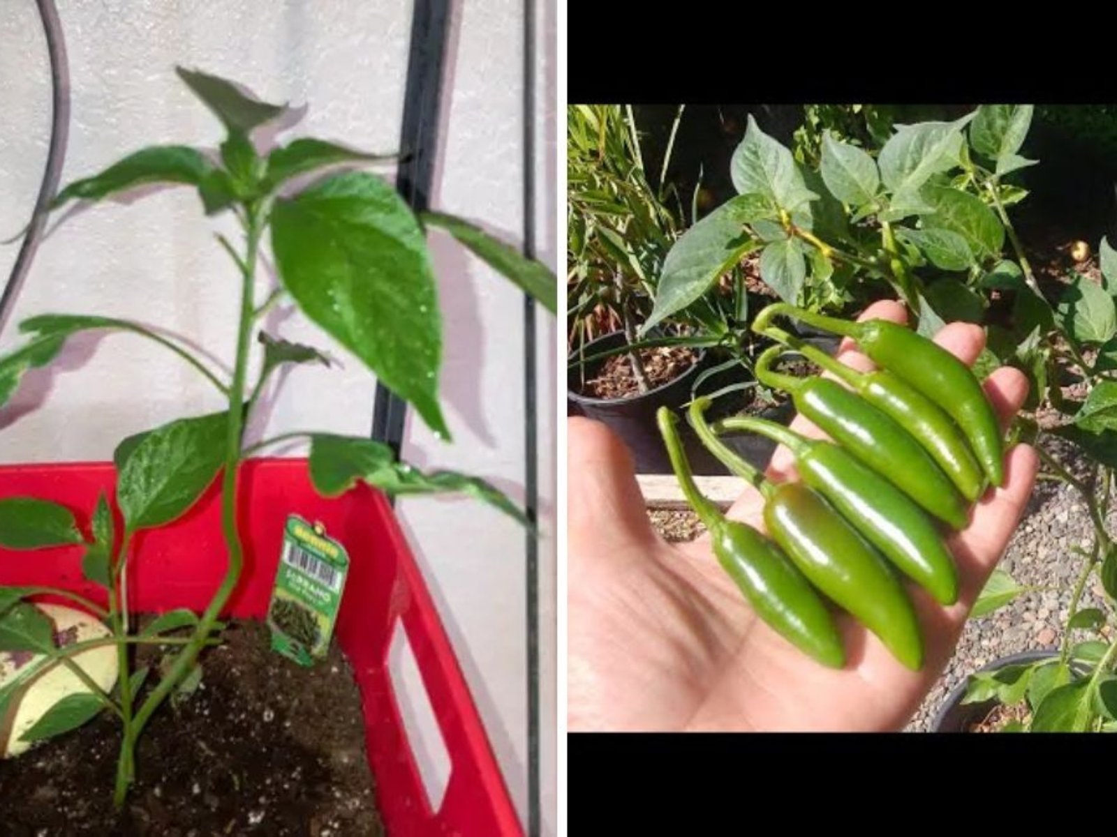 Serrano Peppers The Ultimate Guide to Growing, Cooking, and Enjoying America’s Favorite Spicy Chili