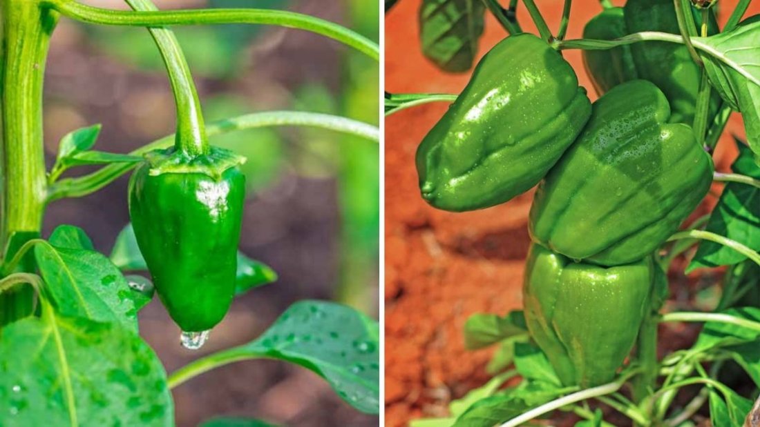 Poblano Peppers The Ultimate American Guide to Growing, Cooking, and Enjoying This Mild Mexican Chili