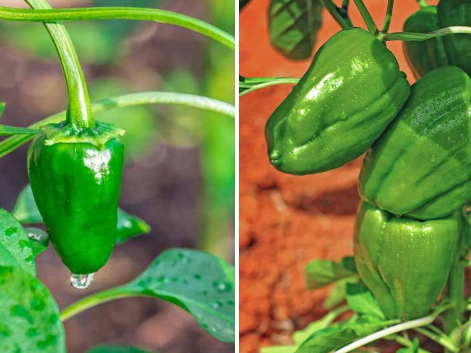 Poblano Peppers The Ultimate American Guide to Growing, Cooking, and Enjoying This Mild Mexican Chili