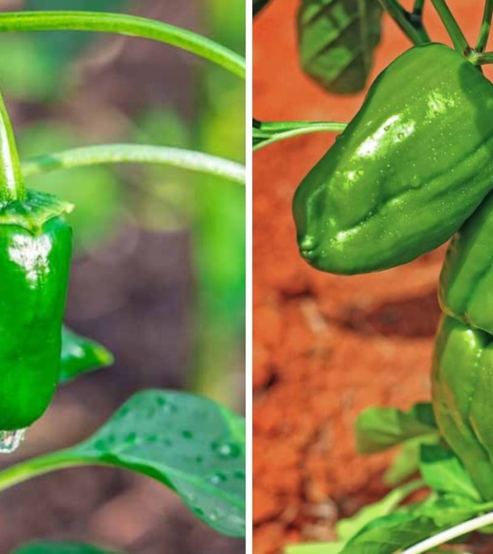 Poblano Peppers The Ultimate American Guide to Growing, Cooking, and Enjoying This Mild Mexican Chili