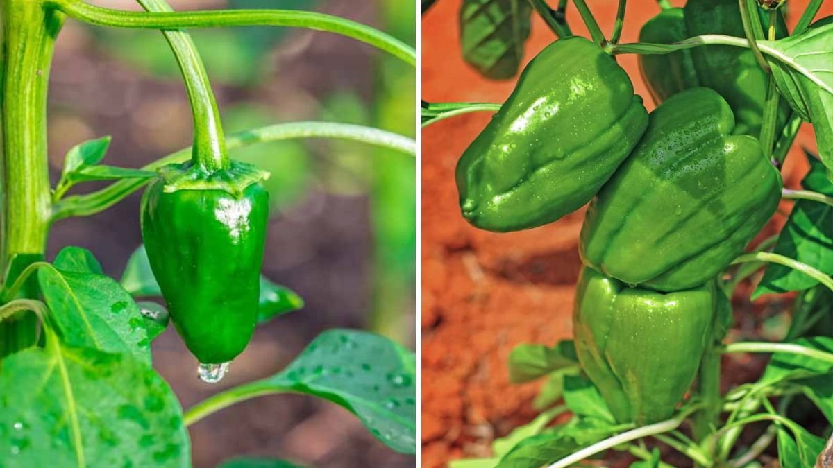 Poblano Peppers The Ultimate American Guide to Growing, Cooking, and Enjoying This Mild Mexican Chili