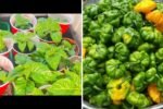 Scotch Bonnet Peppers The Fiery Caribbean Chili Taking American Kitchens by Storm