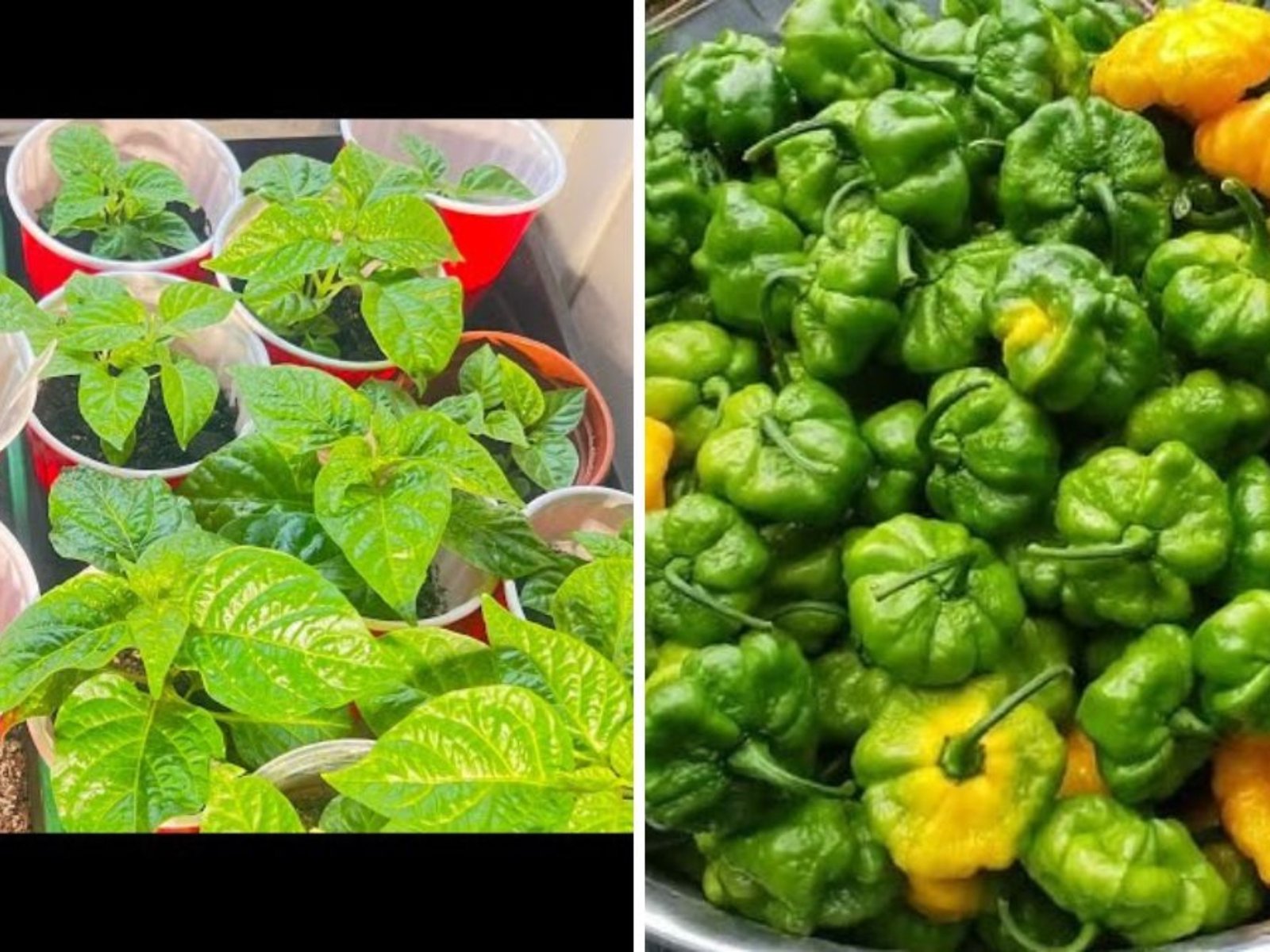 Scotch Bonnet Peppers The Fiery Caribbean Chili Taking American Kitchens by Storm