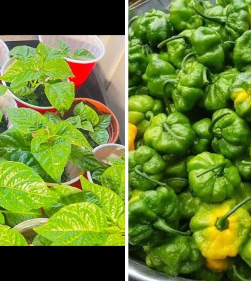 Scotch Bonnet Peppers The Fiery Caribbean Chili Taking American Kitchens by Storm