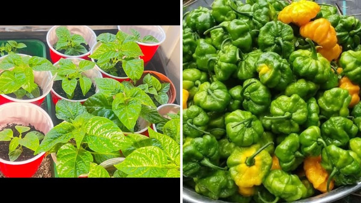 Scotch Bonnet Peppers The Fiery Caribbean Chili Taking American Kitchens by Storm
