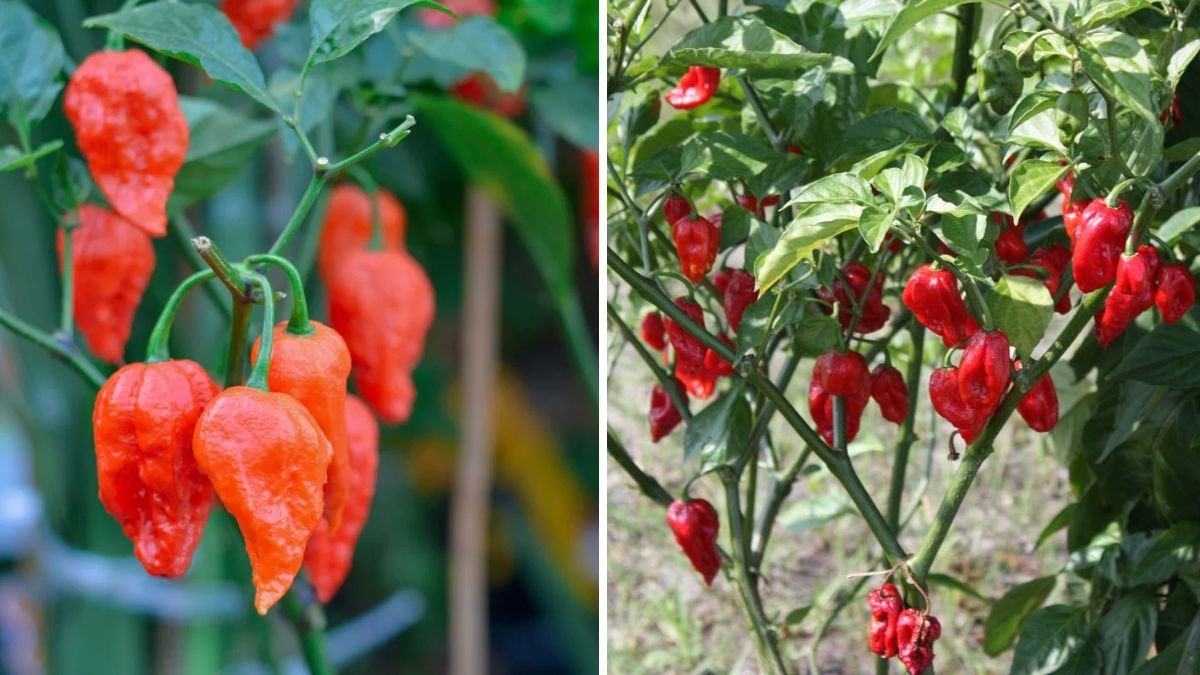 Ghost Pepper The Fiery Legend Taking Over American Kitchens and Gardens