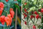 Ghost Pepper The Fiery Legend Taking Over American Kitchens and Gardens