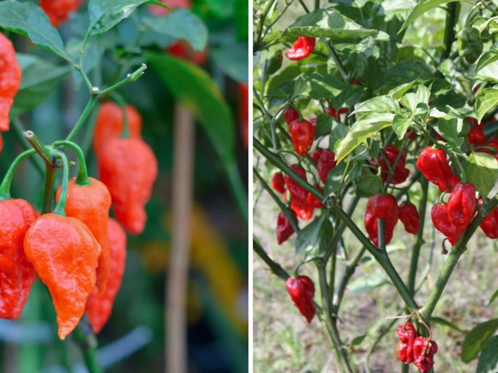 Ghost Pepper The Fiery Legend Taking Over American Kitchens and Gardens