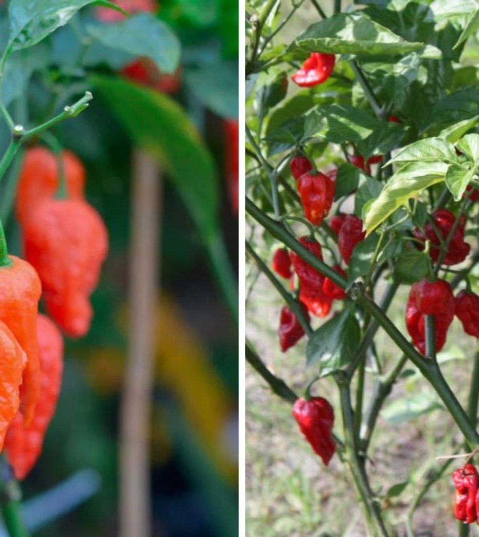 Ghost Pepper The Fiery Legend Taking Over American Kitchens and Gardens