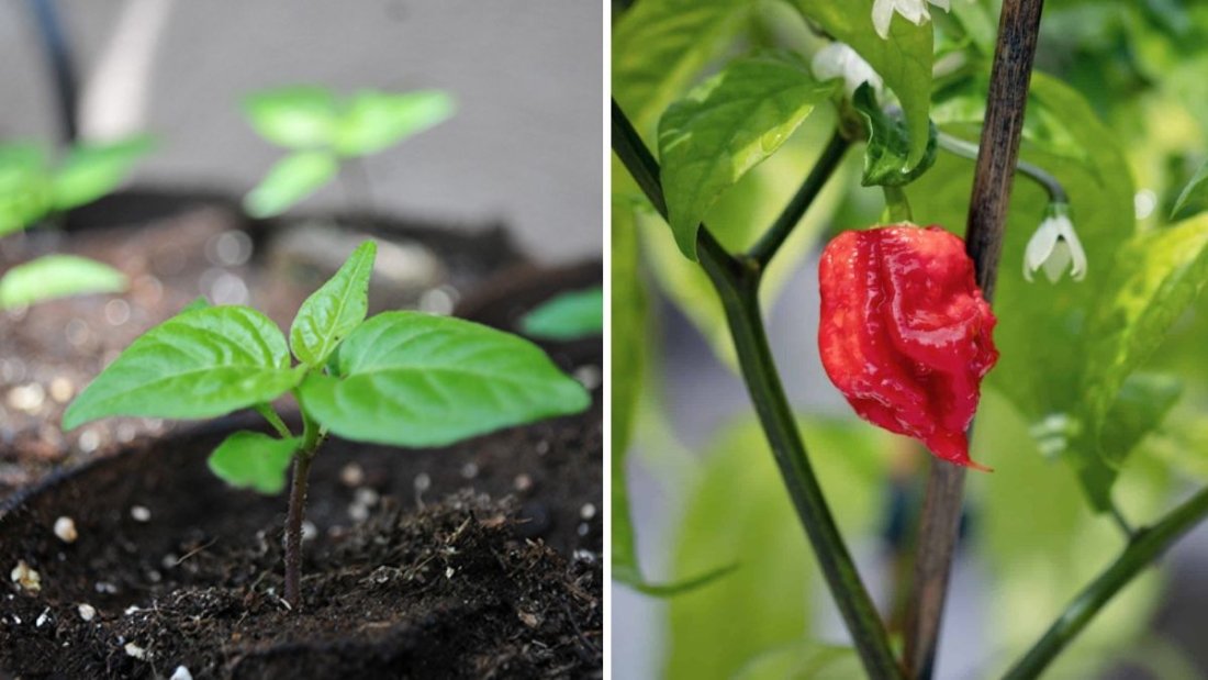 Carolina Reaper The World’s Hottest Pepper Heating Up American Kitchens and Gardens