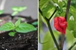 Carolina Reaper The World’s Hottest Pepper Heating Up American Kitchens and Gardens