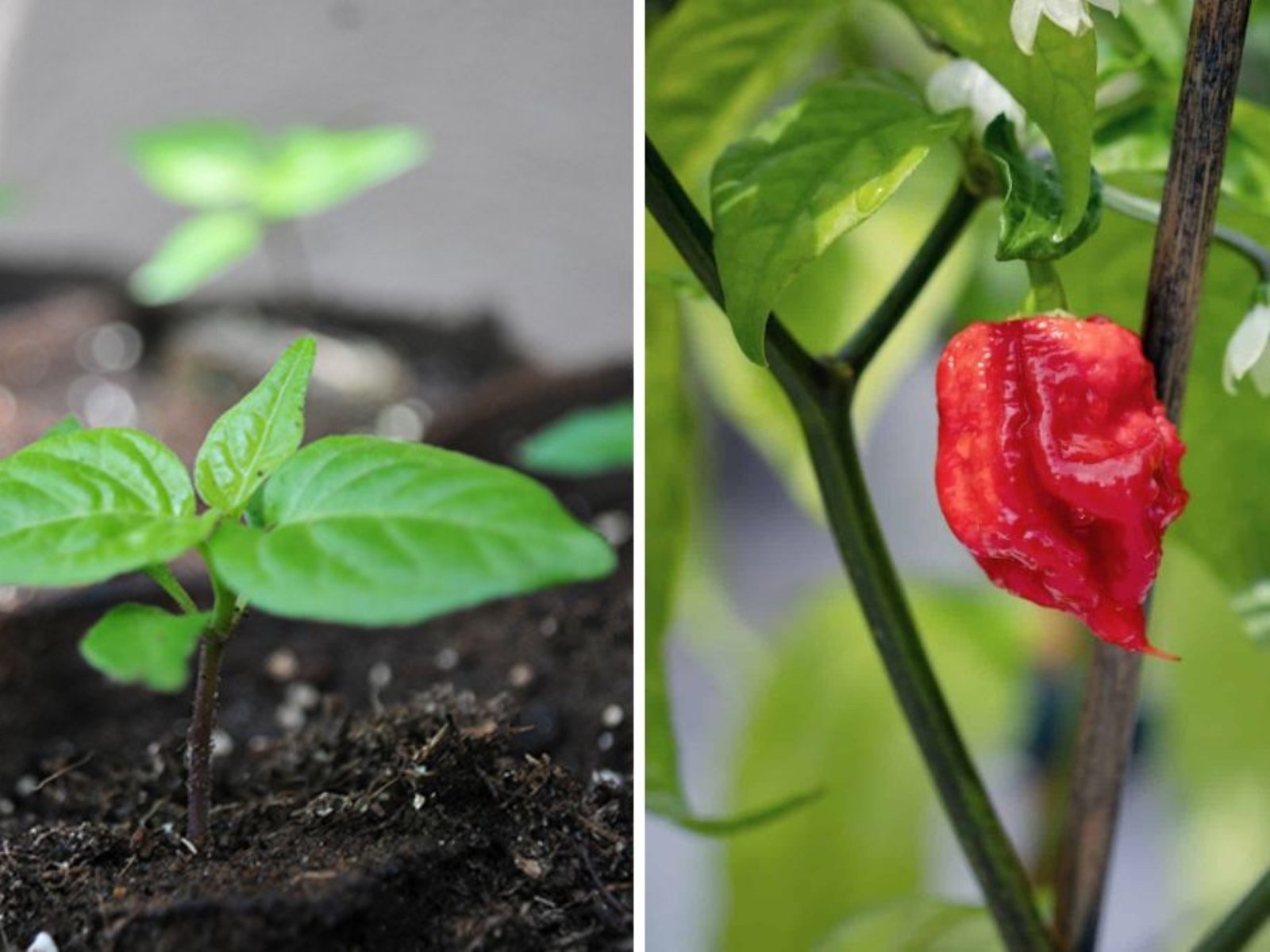 Carolina Reaper The World’s Hottest Pepper Heating Up American Kitchens and Gardens
