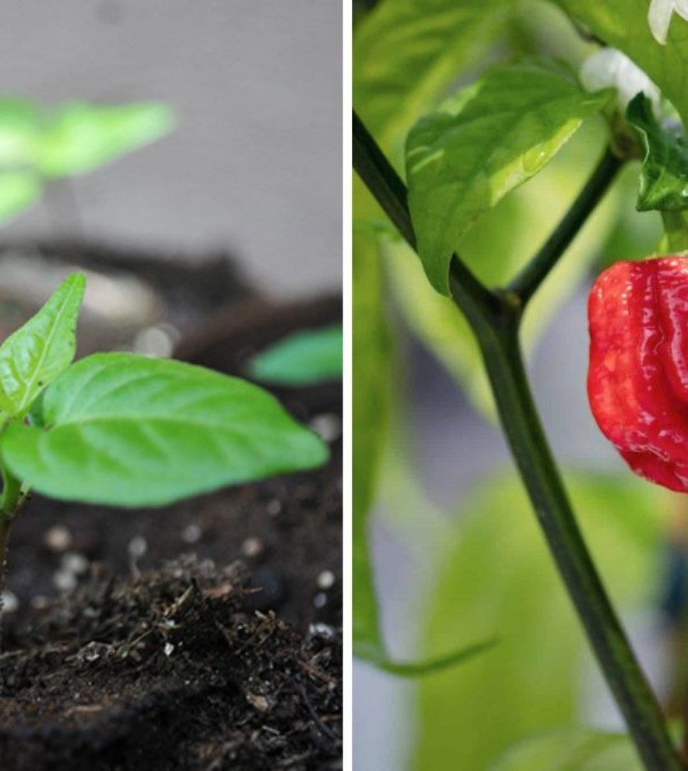 Carolina Reaper The World’s Hottest Pepper Heating Up American Kitchens and Gardens
