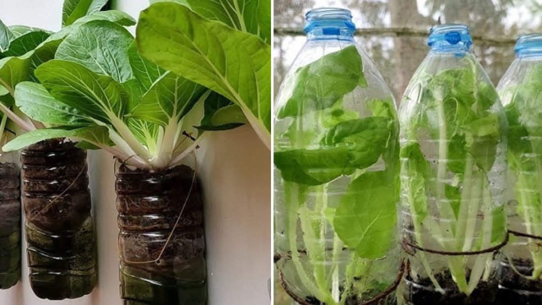 Mustard Cabbage The Underrated Supergreen Every American Home Garden Needs