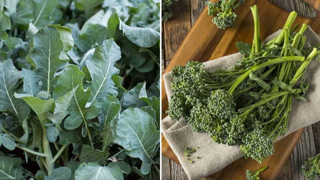 Broccolini The Sweet, Tender Supergreen Taking Over American Kitchens
