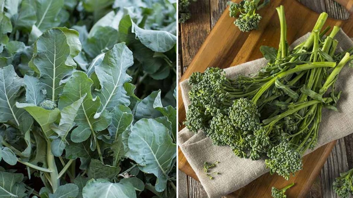 Broccolini The Sweet, Tender Supergreen Taking Over American Kitchens