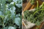 Broccolini The Sweet, Tender Supergreen Taking Over American Kitchens