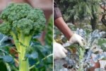 Sprouting Broccoli The Next Big Supergreen Revolution in American Gardens and Kitchens