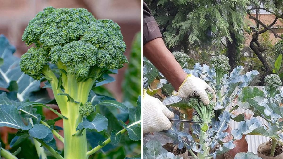 Sprouting Broccoli The Next Big Supergreen Revolution in American Gardens and Kitchens