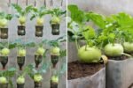 Kohlrabi Greens The Hidden American Superfood You’re Probably Throwing Away