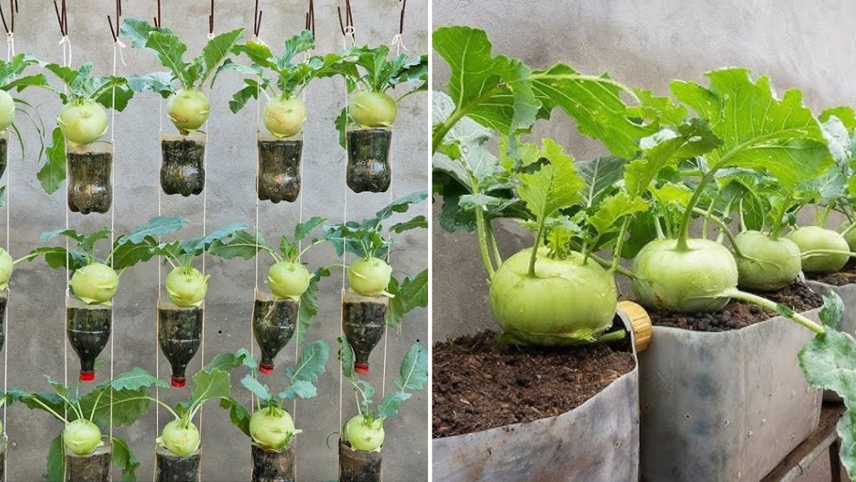 Kohlrabi Greens The Hidden American Superfood You’re Probably Throwing Away