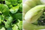 Pak Choi The Crunchy Asian Green Taking Over American Kitchens
