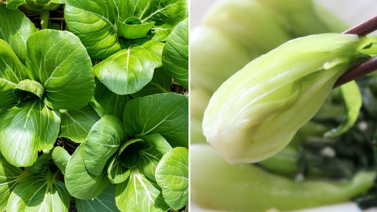 Pak Choi The Crunchy Asian Green Taking Over American Kitchens