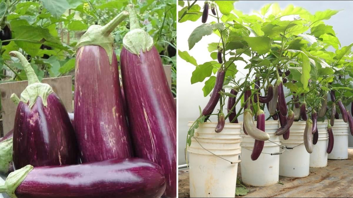 Growing Dwarf Eggplants The Ultimate Guide to Compact Varieties for Urban Gardens in the U.S.