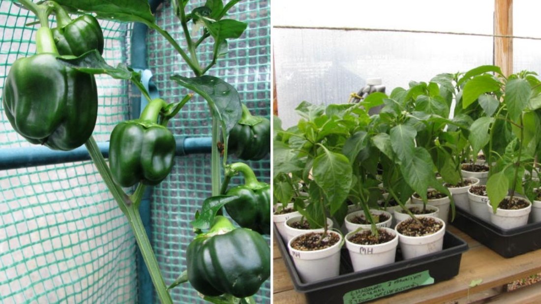 Dwarf Peppers The Ultimate Guide to Growing Compact Pepper Plants for Small-Space Gardens in the U.S.