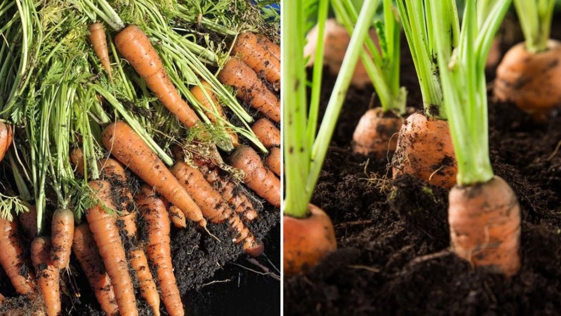 Baby Carrots The Crunchy, Nutritious Snack That’s Taking Over American Kitchens and Gardens