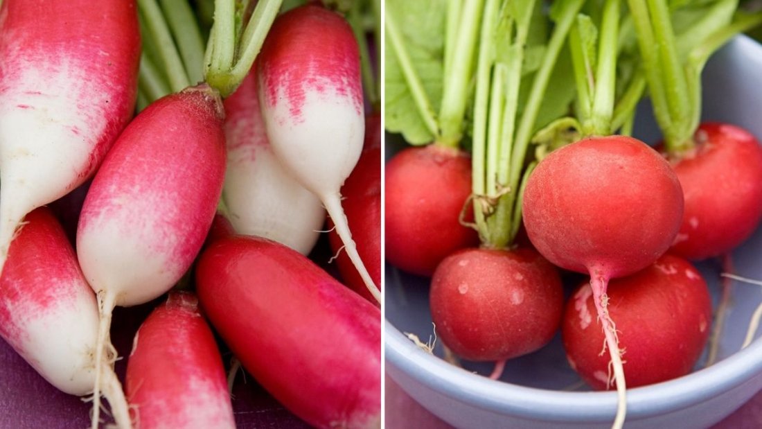 Radishes The Crisp, Colorful Powerhouse Root Taking Over American Gardens and Kitchens