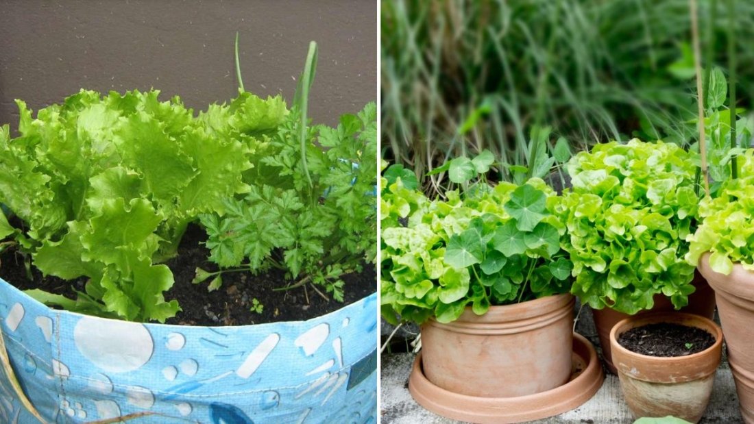 Lettuce Mixes The Fresh, Flavorful Trend Redefining Salads in American Kitchens