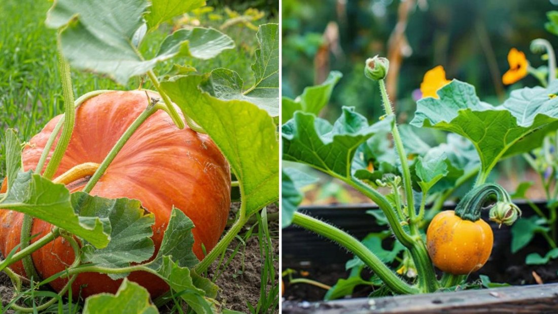 Mini Pumpkins The Ultimate Fall Decor and Recipe Guide for Every American Home