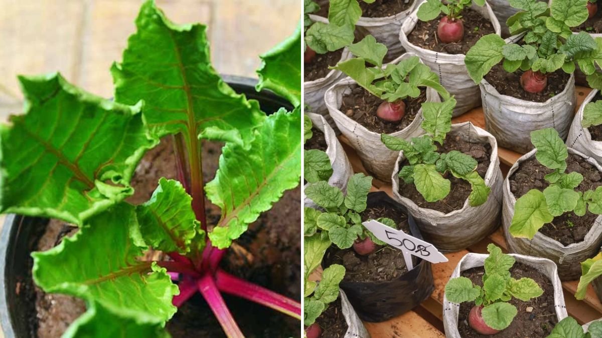 Baby Beetroot The Superfood Gem Every American Kitchen Needs This Season